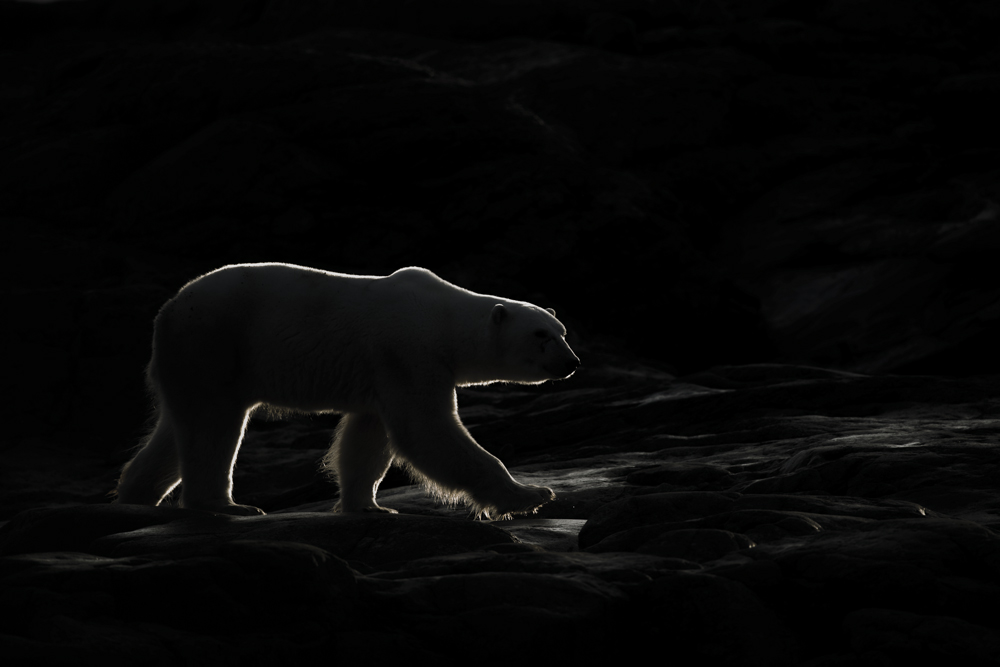 exposition-art-animalier-photo-benoist-clouet