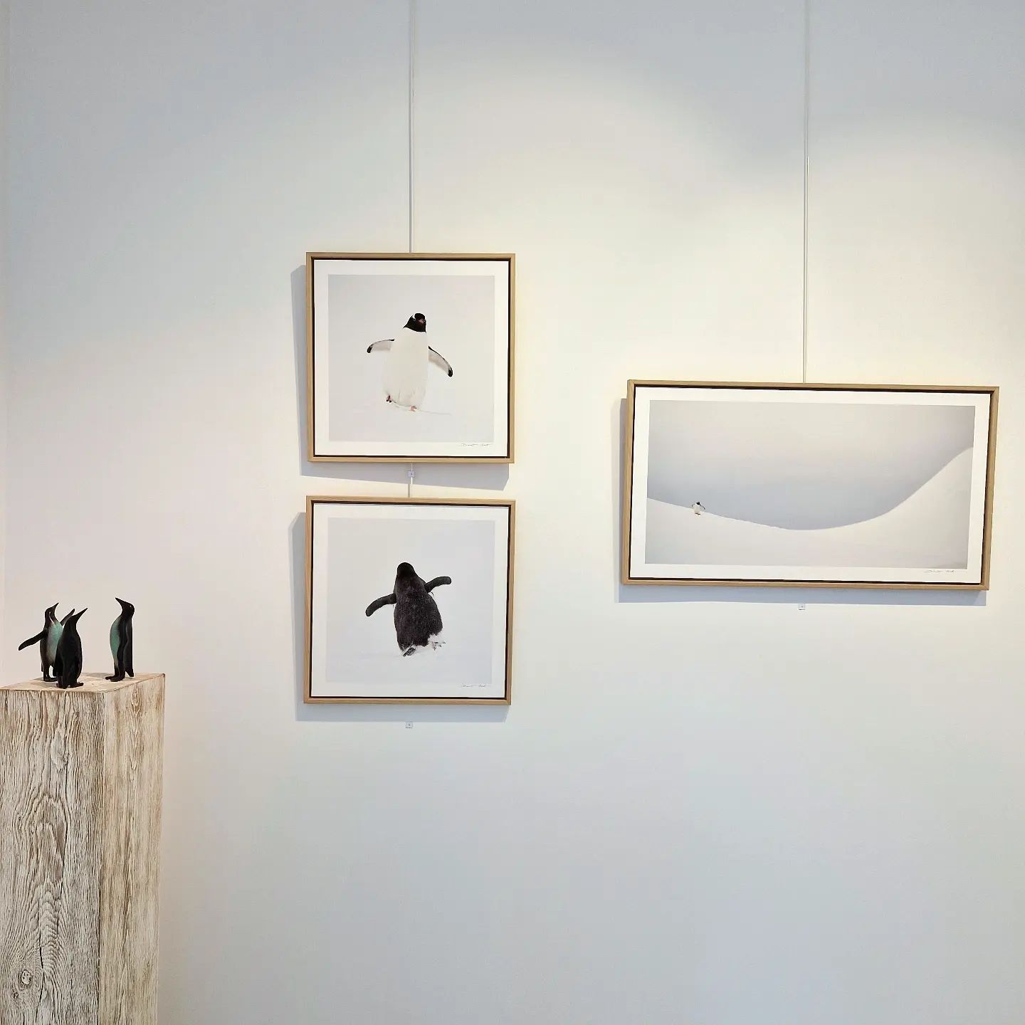 Exposition "Terre Sauvage"- à découvrir jusqu'au 18 février 2023.
#grenobleart #galerieventdescimes #terresauvage #penguin #manchot #wildlife #art #benoistclouet #markdedrie