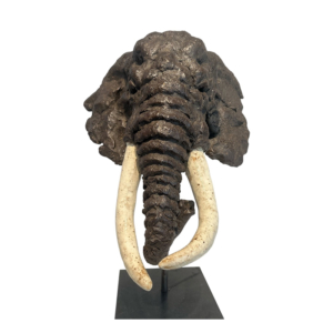 Tête d'éléphant