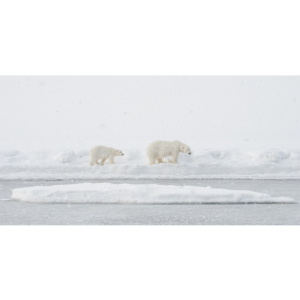 Deux ours dans la neige