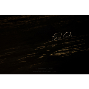 Deux rennes en silhouette