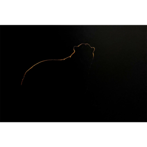 Silhouette de Nanook 1 - 80x112 cm