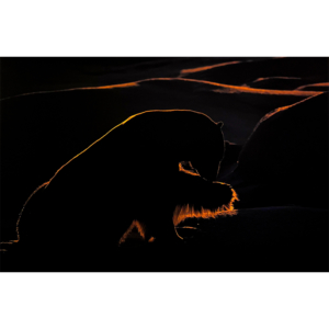 Silhouette de Nanook 2