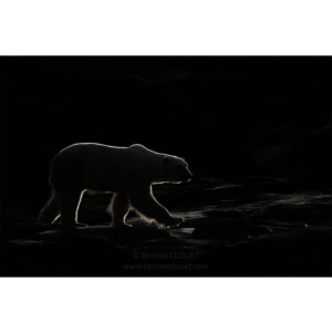 Silhouette de Nanook 3