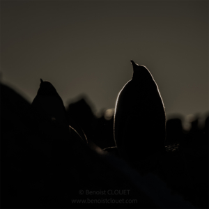 Silhouette de Papou 1