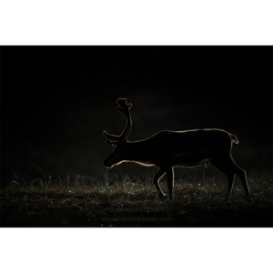 Silhouette de renne