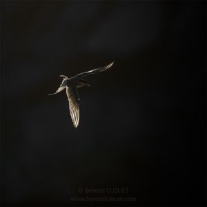 Vol obscur
